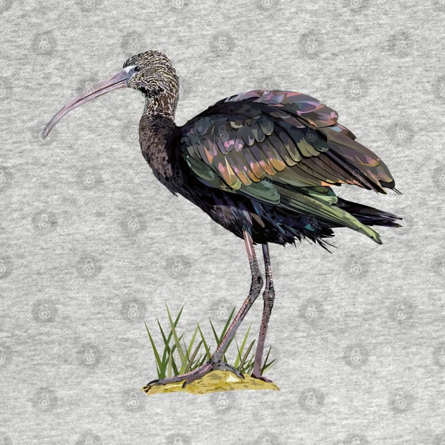 ibis by obscurite